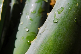 Aloe
