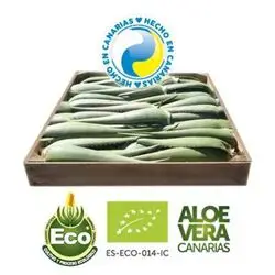 Comprar Jugo Aloe Vera puro Penca Zabila ecologico de Canarias